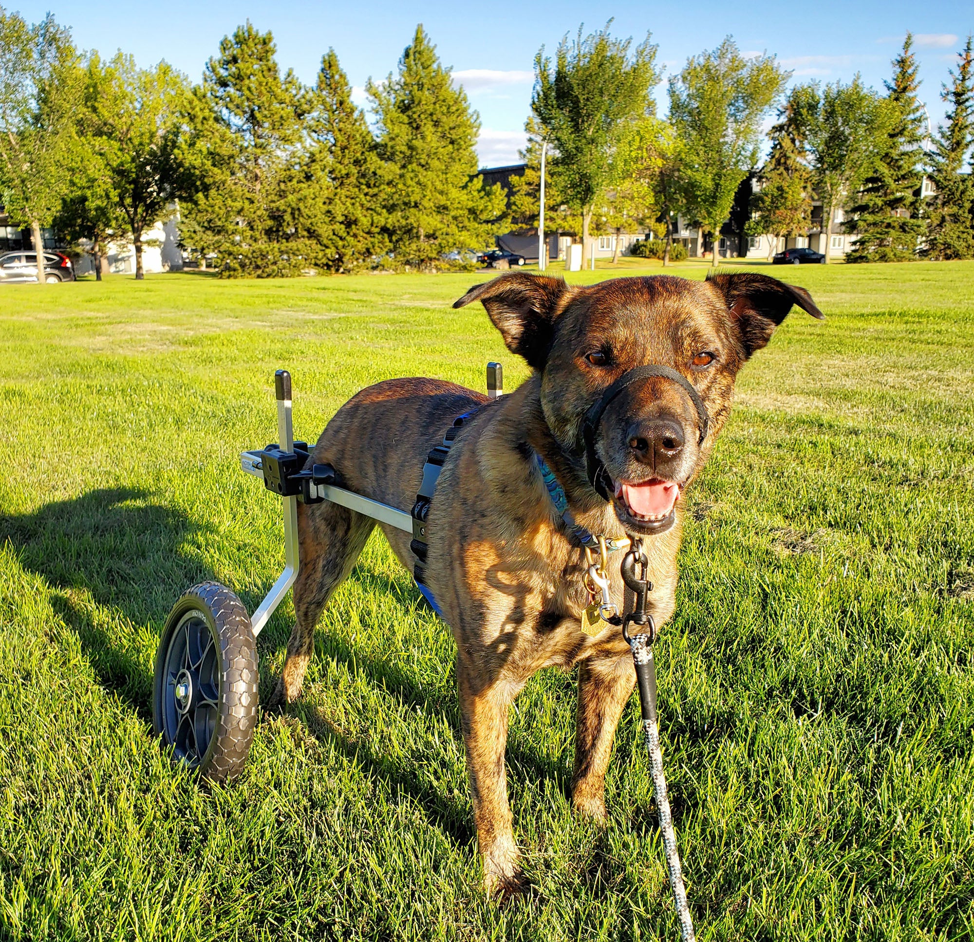 Dog Wheelchair for Back Legs - Rear Support - Medium