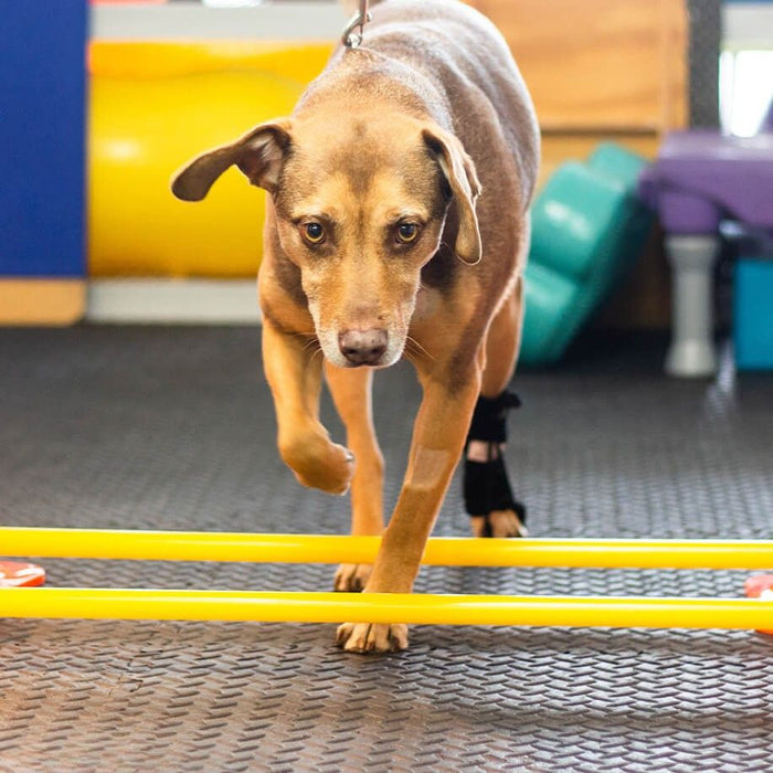 Rear No-Knuckling Training Sock