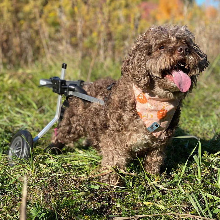 Dog Wheelchair for Back Legs - Rear Support - XX-Small