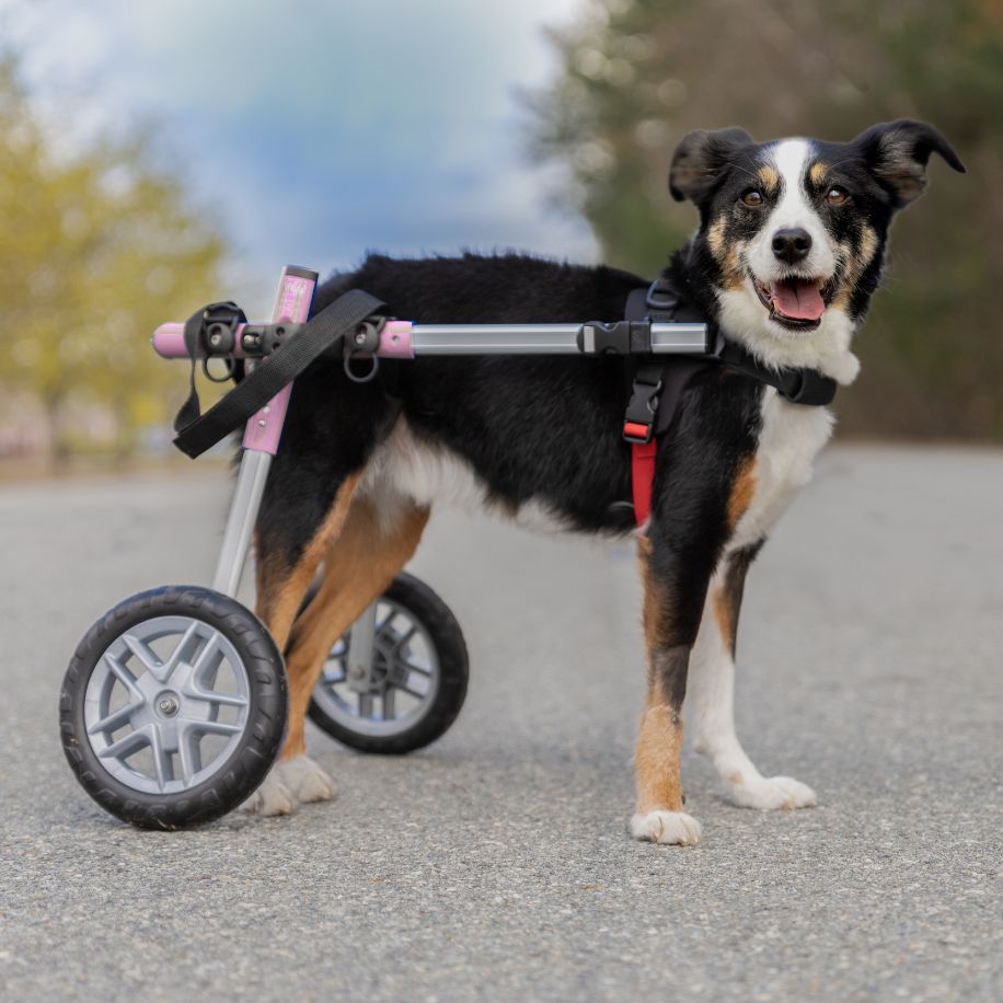 Walkin' Wheels SMALL Dog Wheelchair