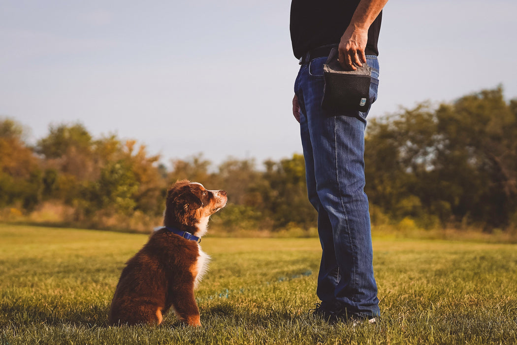 INSPIRE Training Treat Pouch