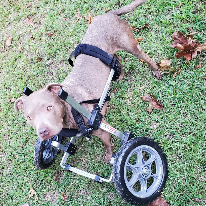 Dog Wheelchair for Front Legs - X-Large