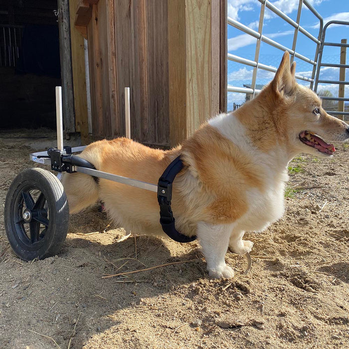Dog Wheelchair for Back Legs – Rear Support
