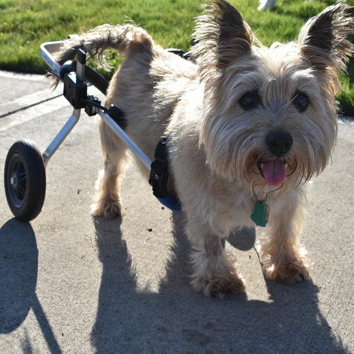 Dog Wheelchair for Back Legs – Rear Support