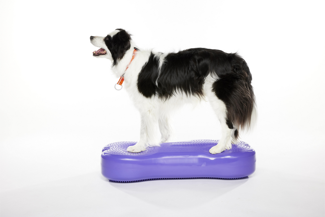 Giant K9FITbone Dog Balance Training Platform