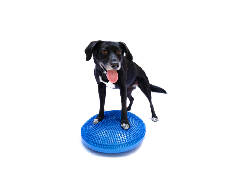 FitPaws Balance Disc
