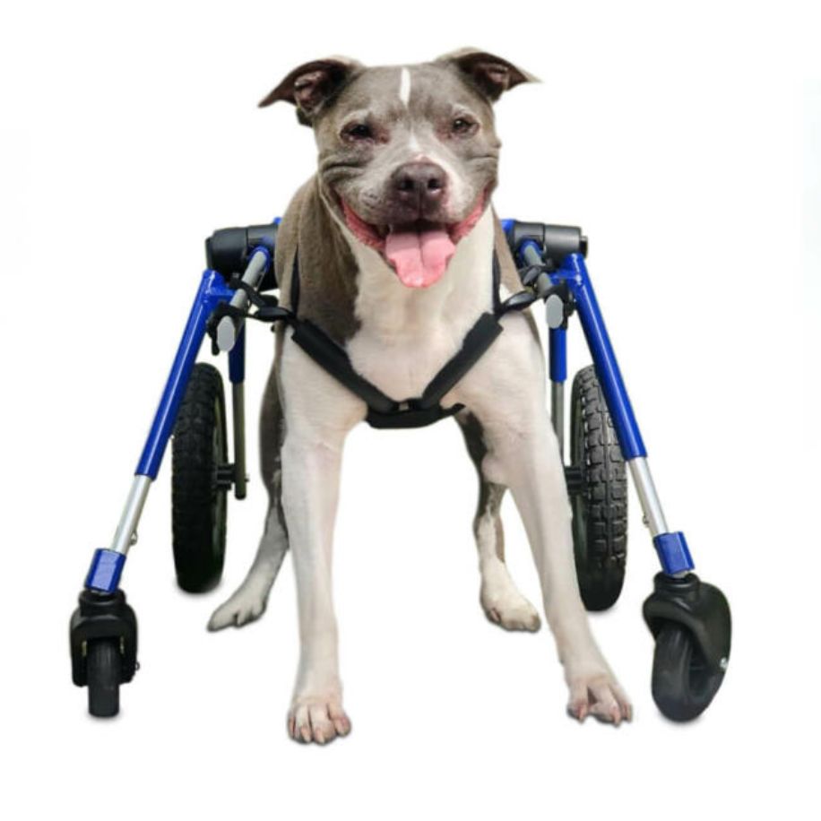 Walkin' Wheels Full Support/4-Wheel MED/LARGE