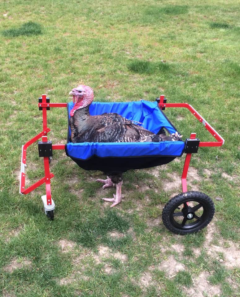 Avian Wheelchair
