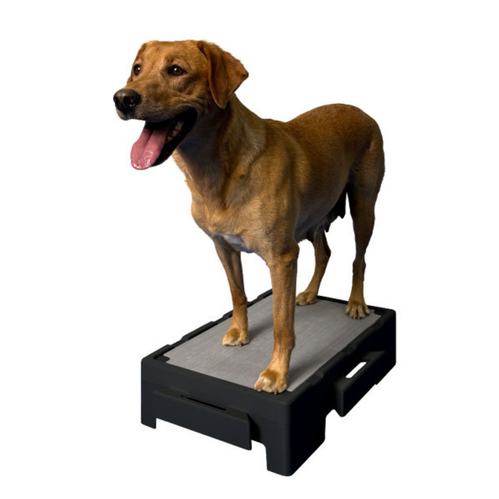Dog standing on a black klimb jr platform with a gray nonslip surface on a white background