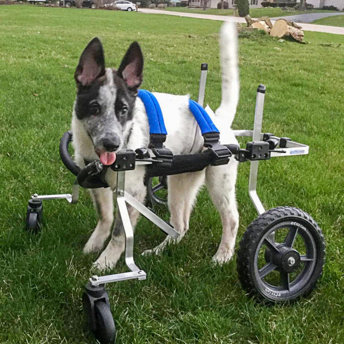 Full Support Dog Wheelchair - Med-Small