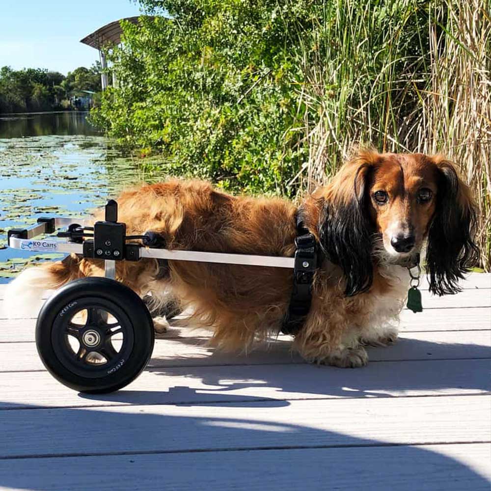Dog Wheelchair for Back Legs - Rear Support - Large