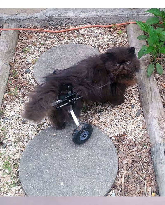 Cat Wheelchair