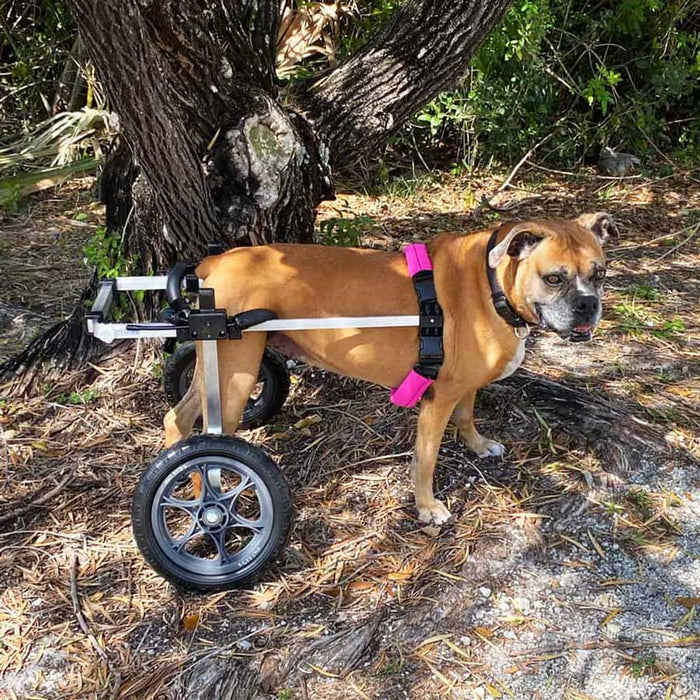 Dog Wheelchair for Back Legs – Rear Support