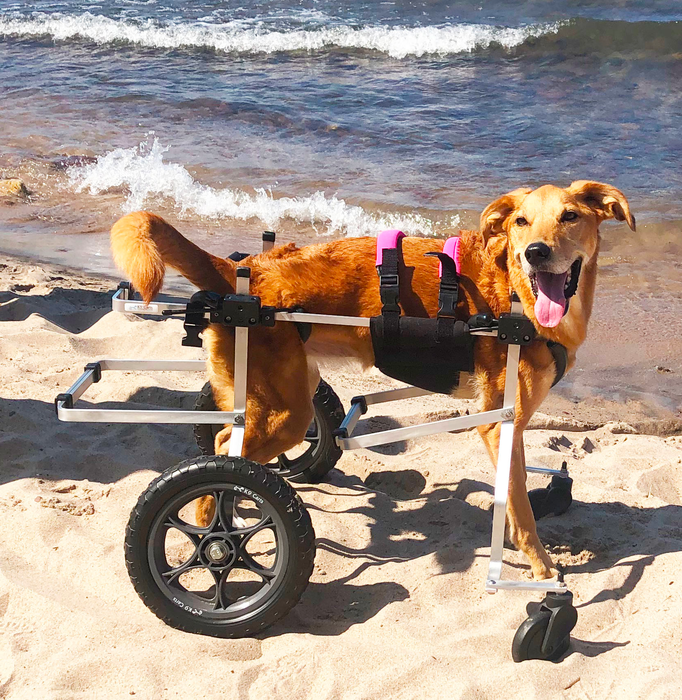Full Support Dog Wheelchair - Small