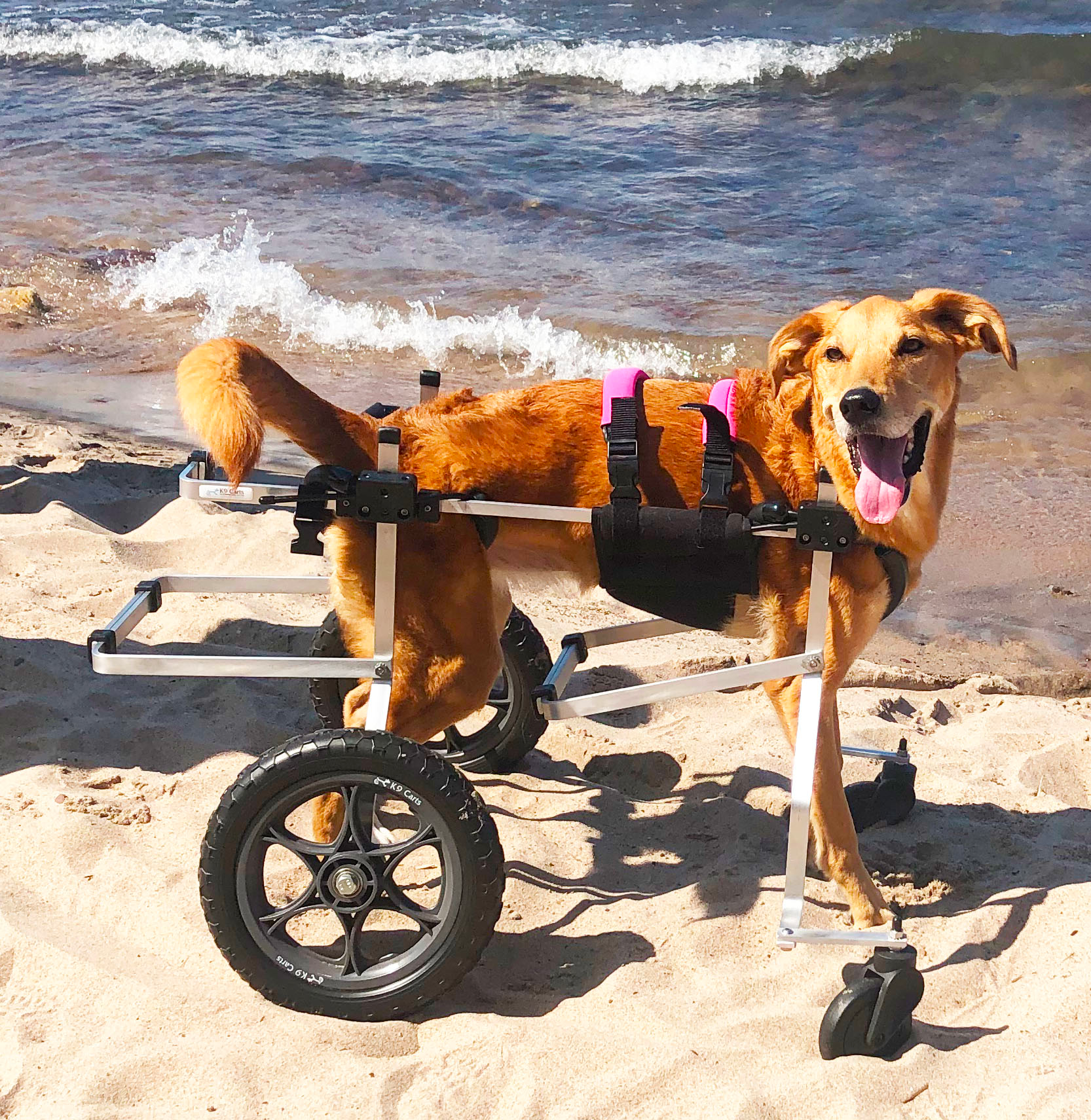 Full Support Dog Wheelchair - XX-Large
