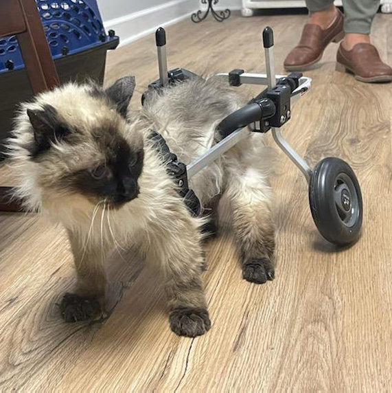 Cat Wheelchair - Rear Support Cat Wheelchair