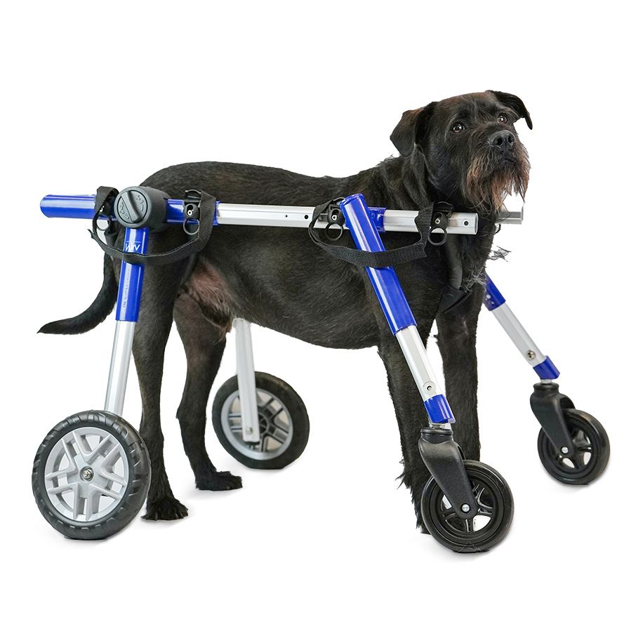 Walkin' Wheels Full Support/4-Wheel MEDIUM