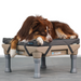 A dog lying comfortably on a gray Restore Dog Bed on a tan KLIMB Platform