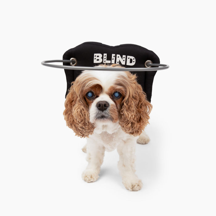 Muffin's Halo Blind Dog Guide - Black Braille - Size 7