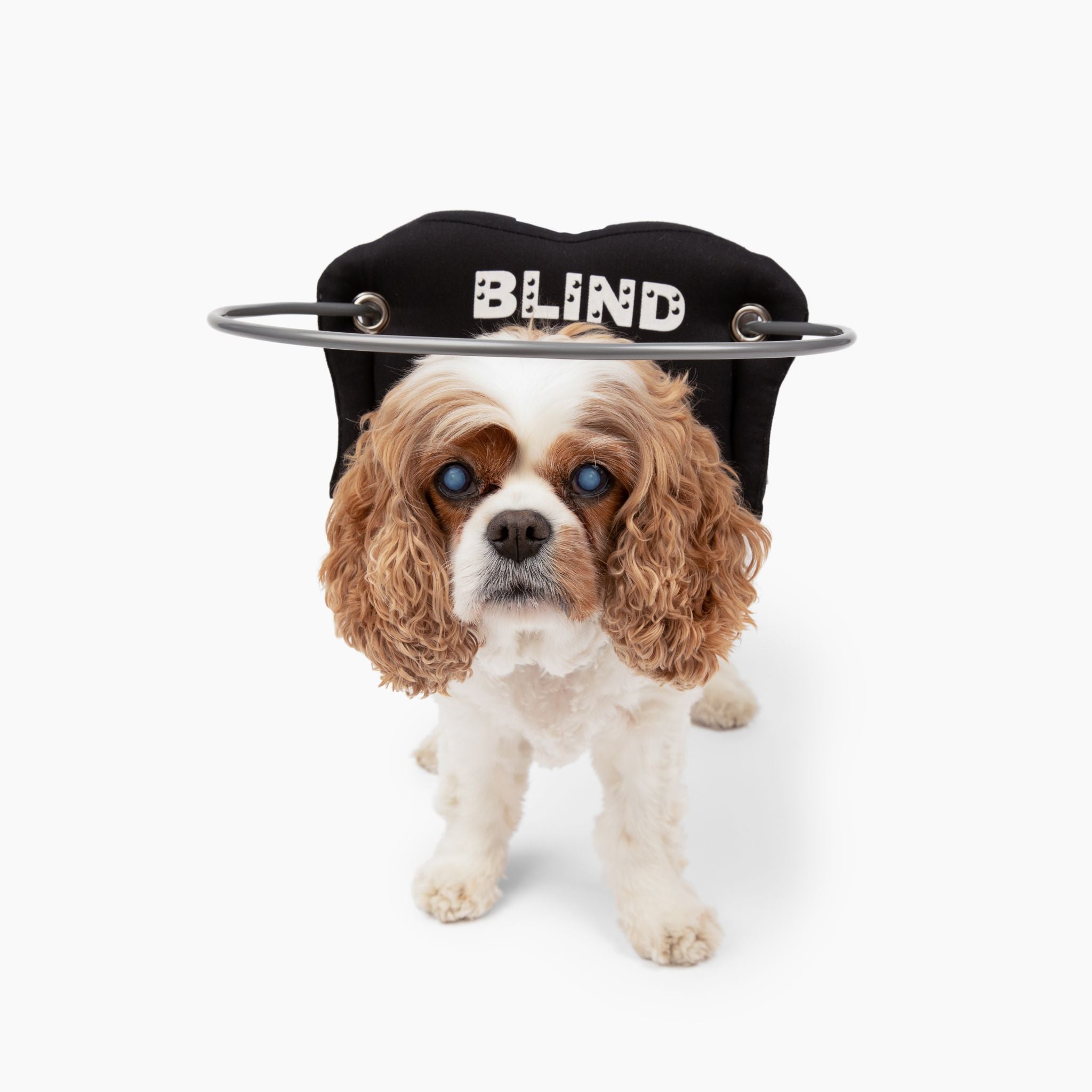 Muffin's Halo Blind Dog Guide - Black Braille - Size 6