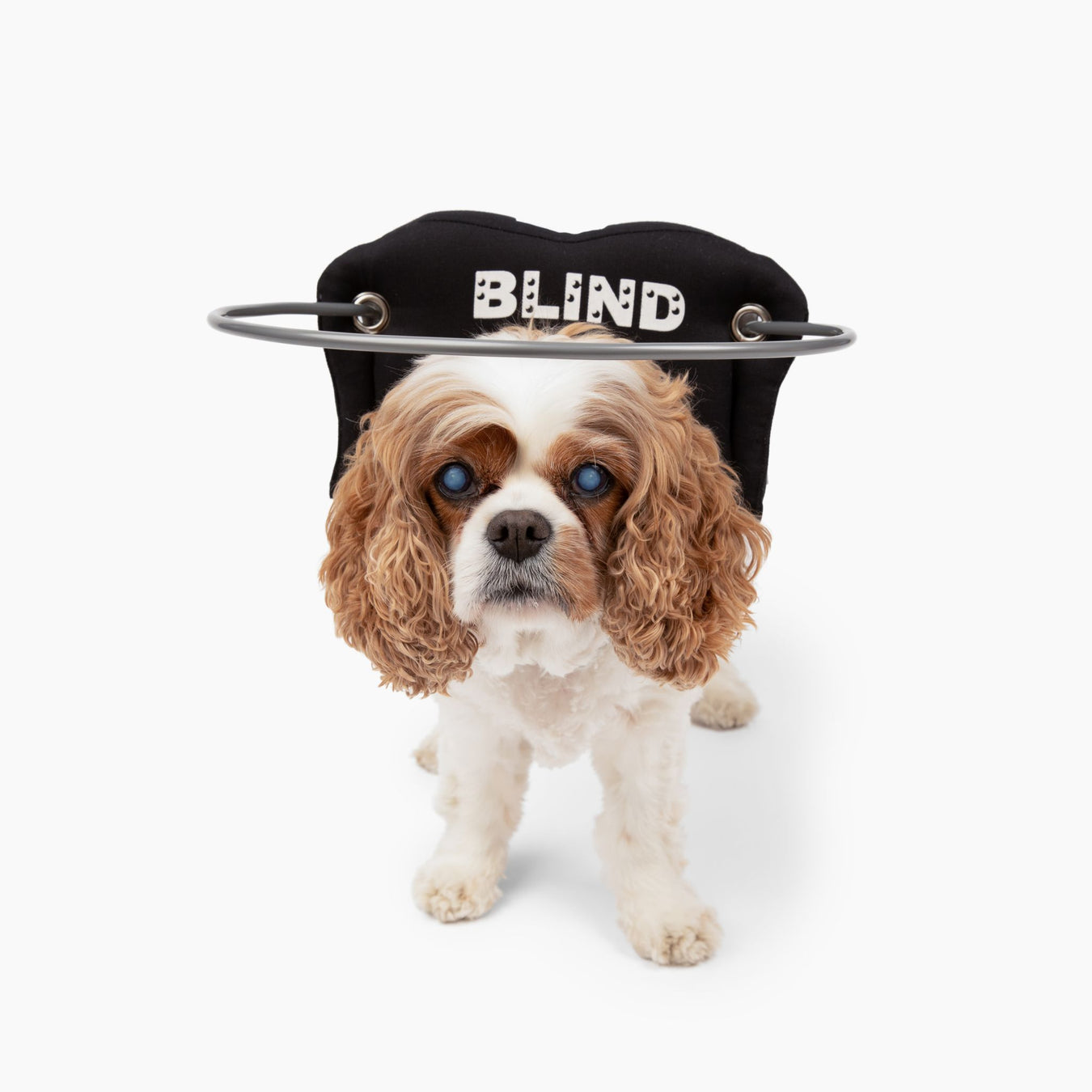 Muffin's Halo Blind Dog Guide - Black Braille