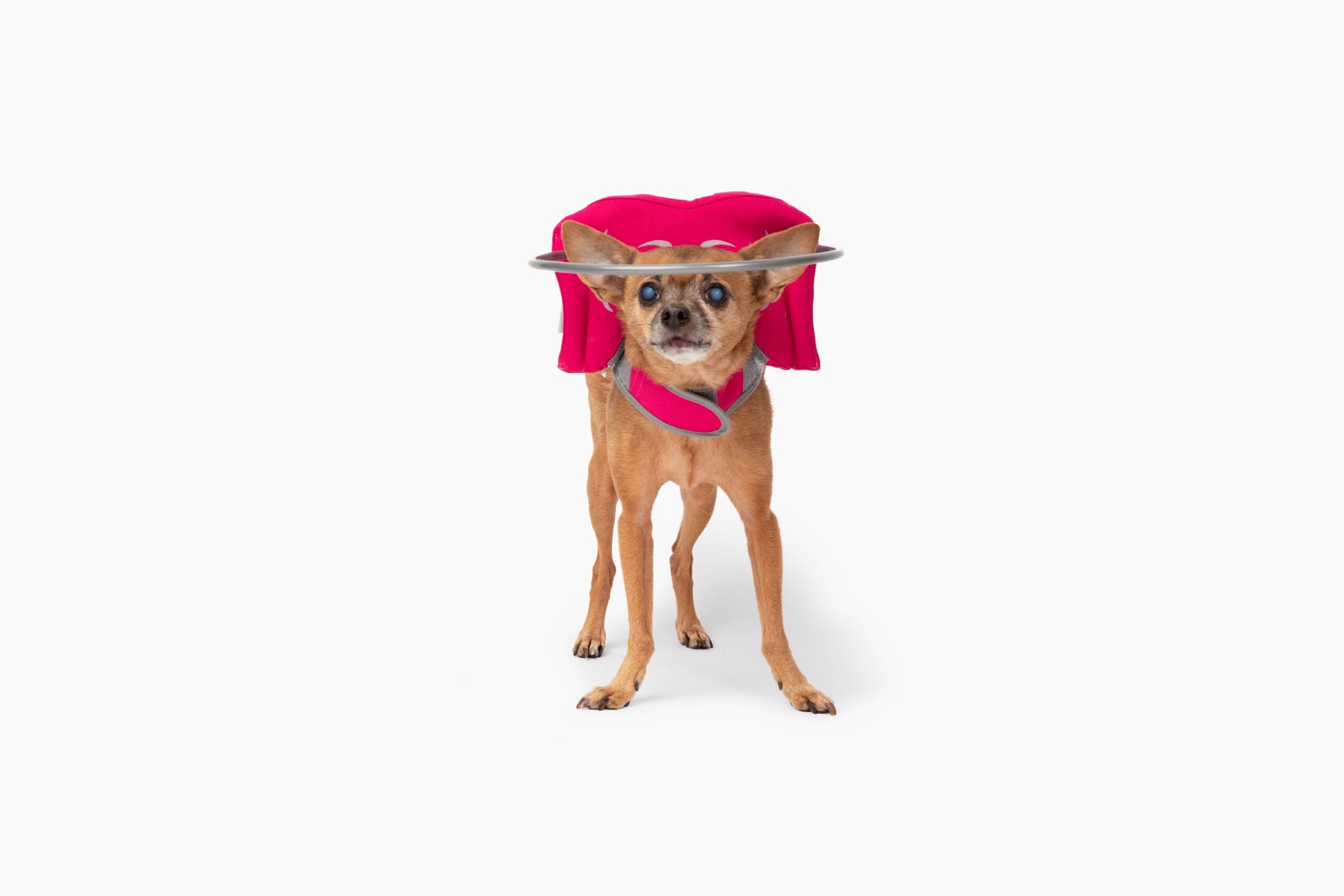 Muffin's Halo Blind Dog Guide - Pink- Size 6
