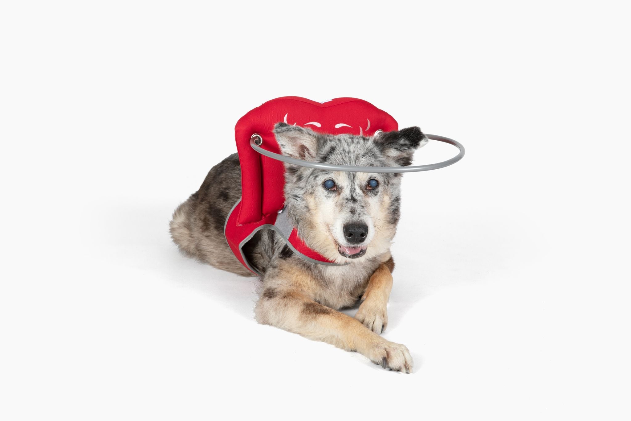 Muffin's Halo Blind Dog Guide - Red - Size 4