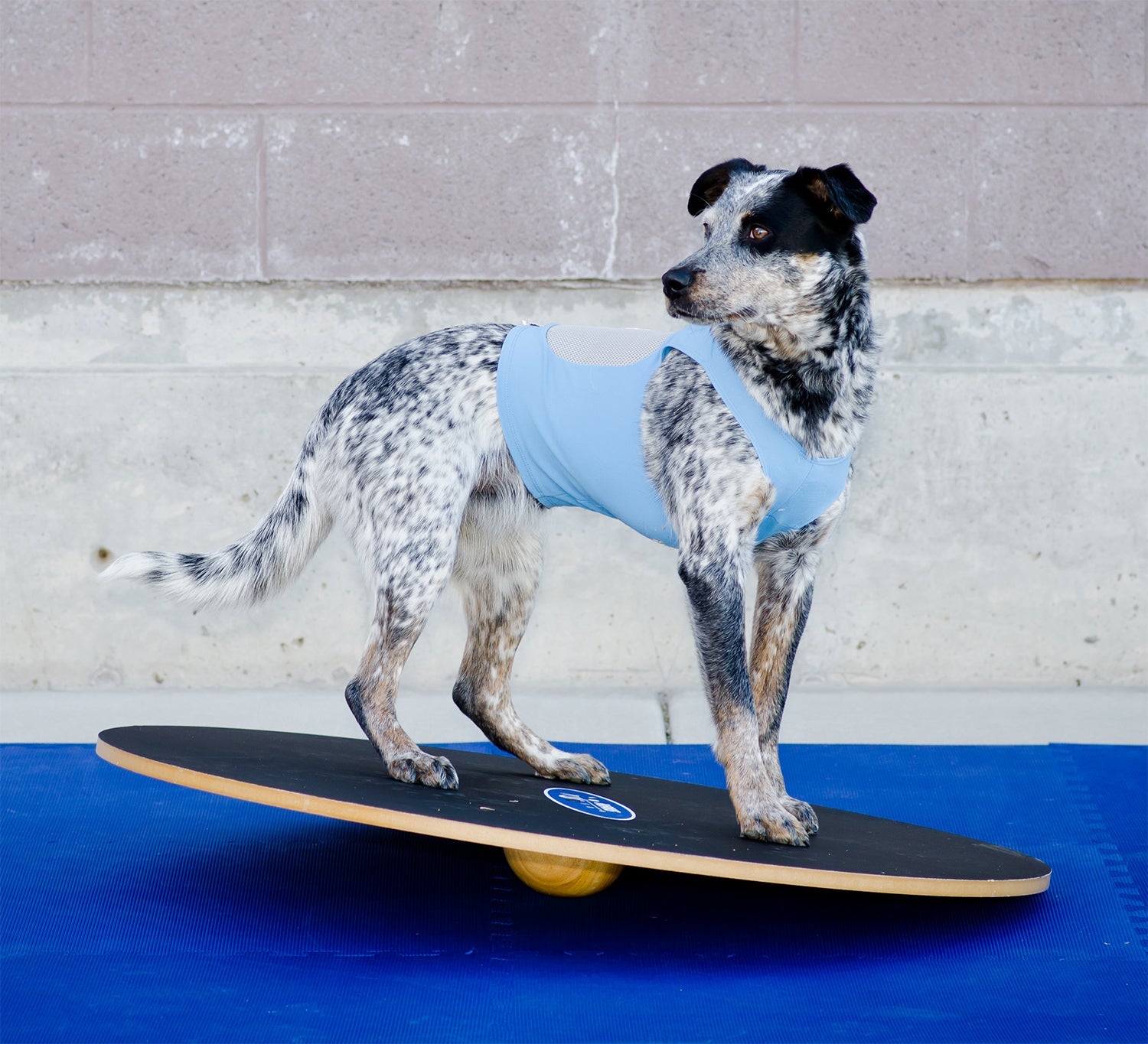 FitPAWS Dog Wobble Boards